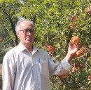 موسی-جرجانی-تلاش-خواهیم-کرد-جشنواره-انار-روستای-آزاد-تپه-ثبت-ملی-شود