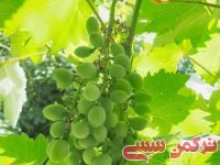 ادامه مطلب...