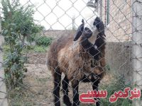 ادامه مطلب...