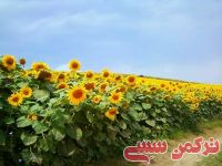 ادامه مطلب...