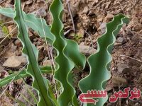 ادامه مطلب...