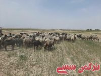 ادامه مطلب...
