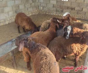 c_300_250_16777215_10_images_22bahmangollidagh_28396.jpeg